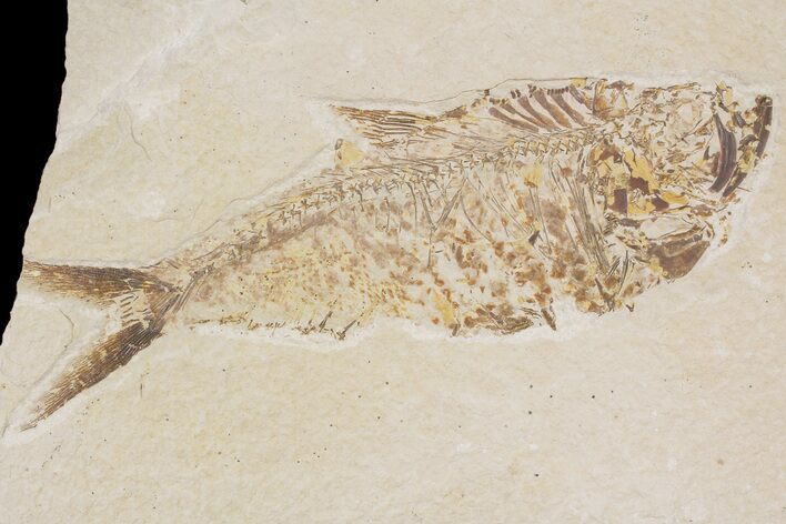 Bargain, Diplomystus Fossil Fish - Wyoming #88530